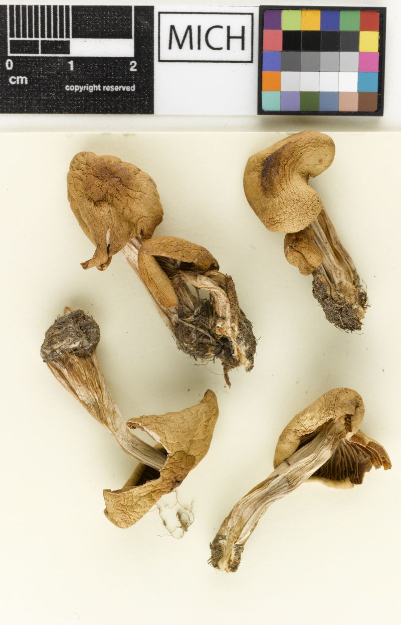 Psathyrella aspenensis image