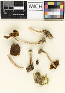 Psathyrella avellaneifolia image