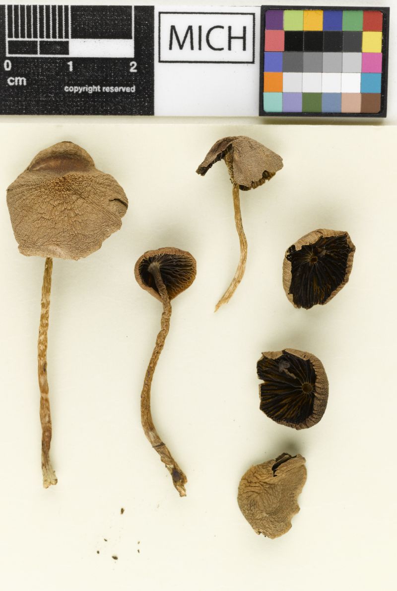 Psathyrella baileyi image