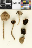 Psathyrella baileyi image