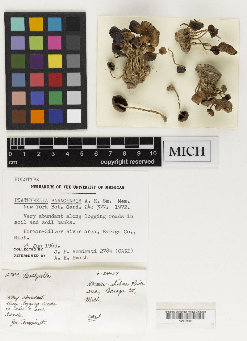 Psathyrella baragensis image