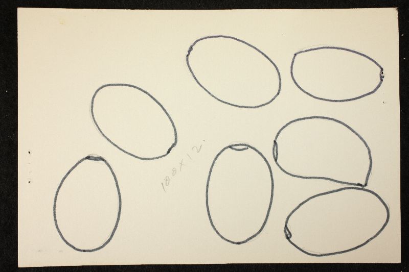 Psathyrella barlowiana image