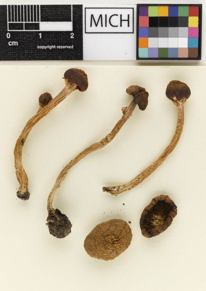 Psathyrella barrowsii image