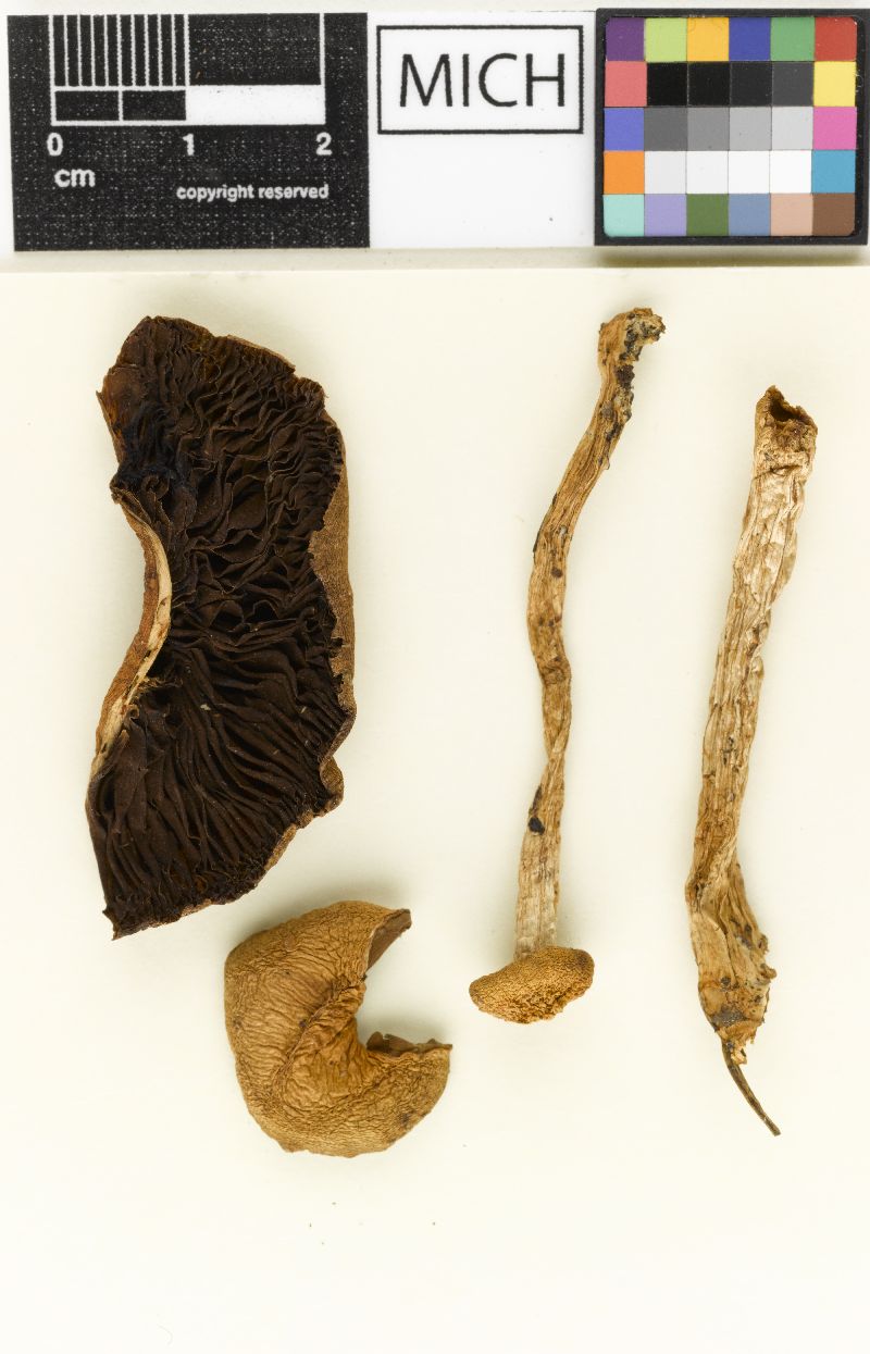 Psathyrella bigelowii image