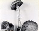 Psathyrella bigelowii image