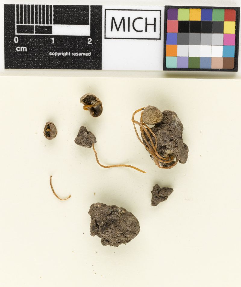 Psathyrella brachycystis image