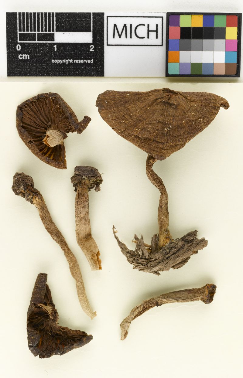 Psathyrella brunnescens image