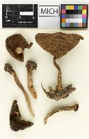 Psathyrella brunnescens image