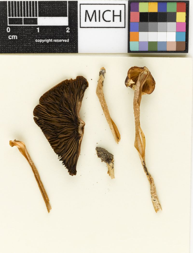 Psathyrella carolinensis image