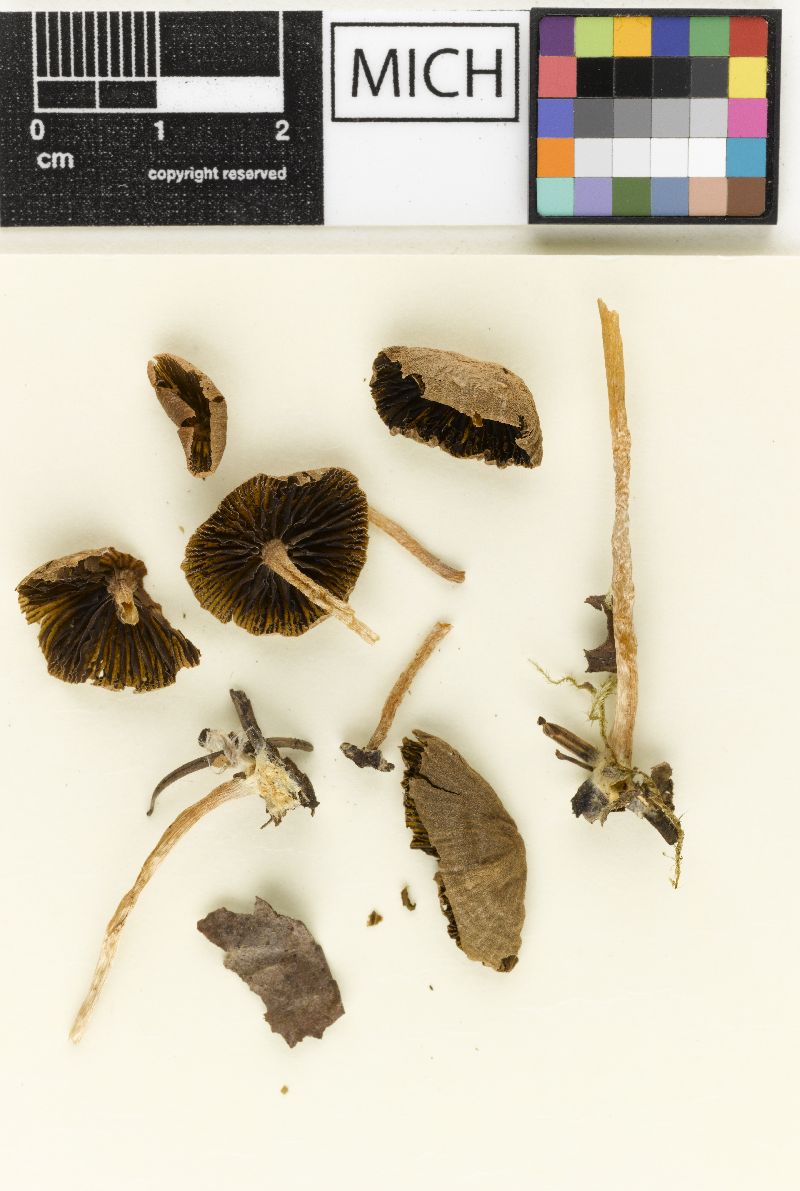 Psathyrella cascadensis image