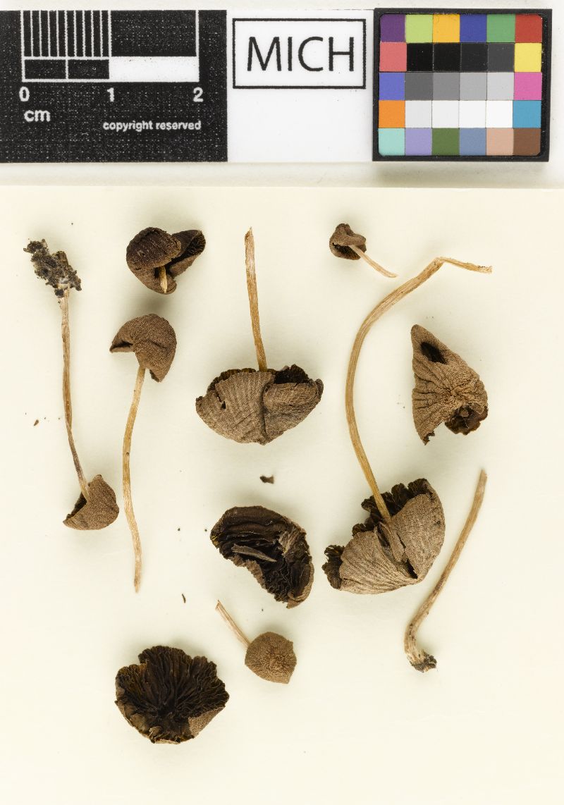 Psathyrella cheyennensis image