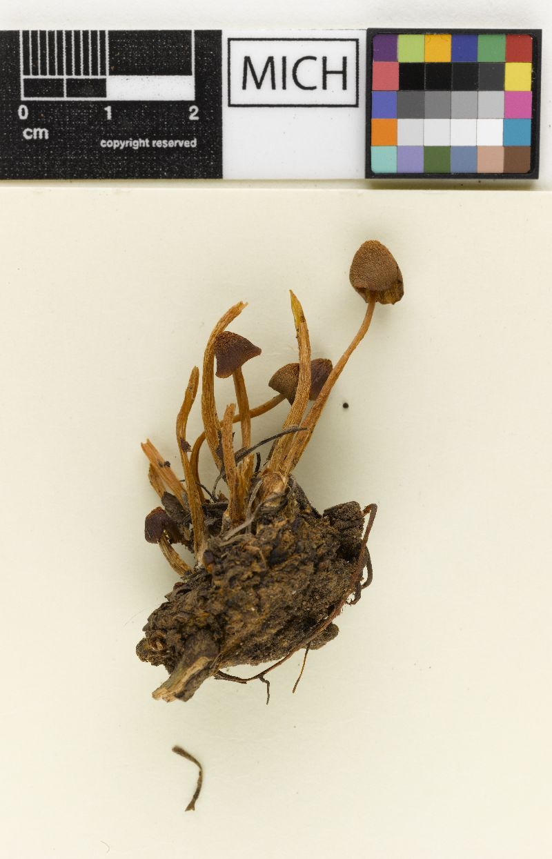 Psathyrella circellatipes var. microspora image