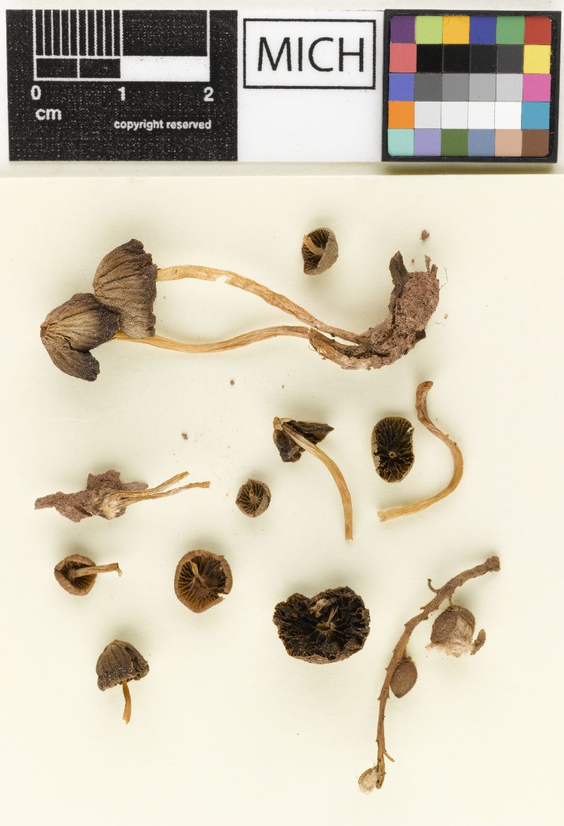 Psathyrella coloradensis image