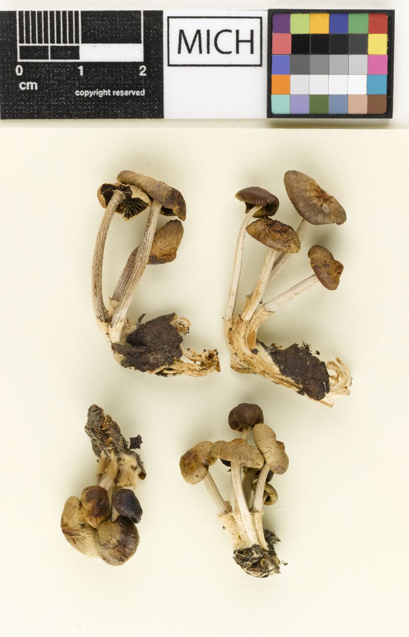 Psathyrella columbiana image