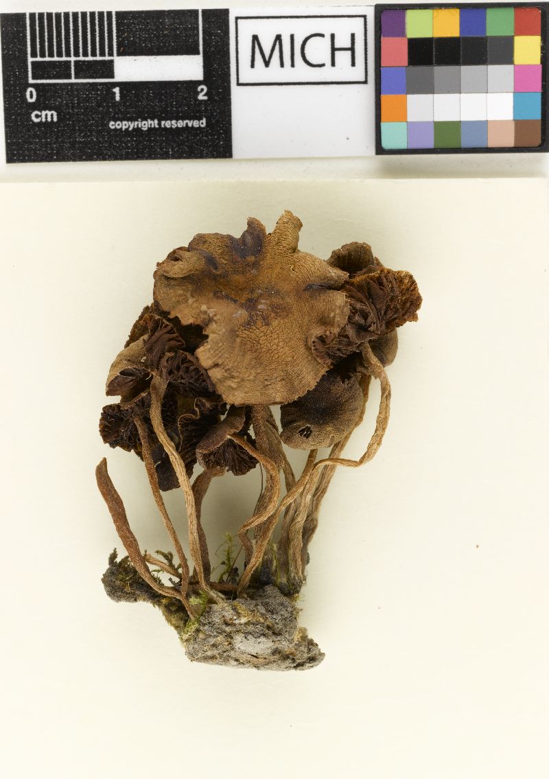 Psathyrella crenulata image