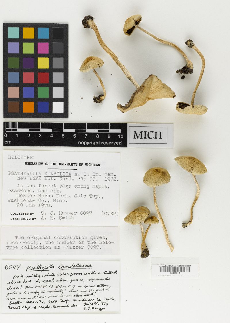 Psathyrella diabolica image