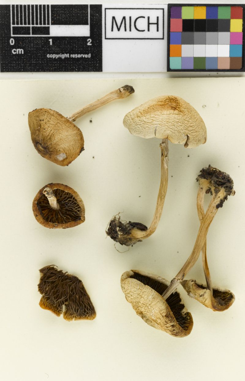 Psathyrella diabolica image