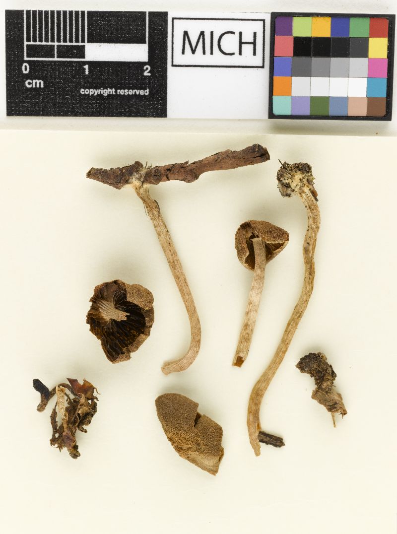 Psathyrella directa image