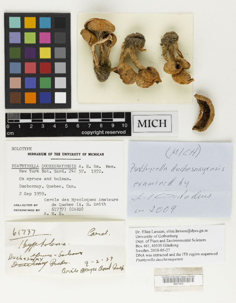 Psathyrella duchesnayensis image