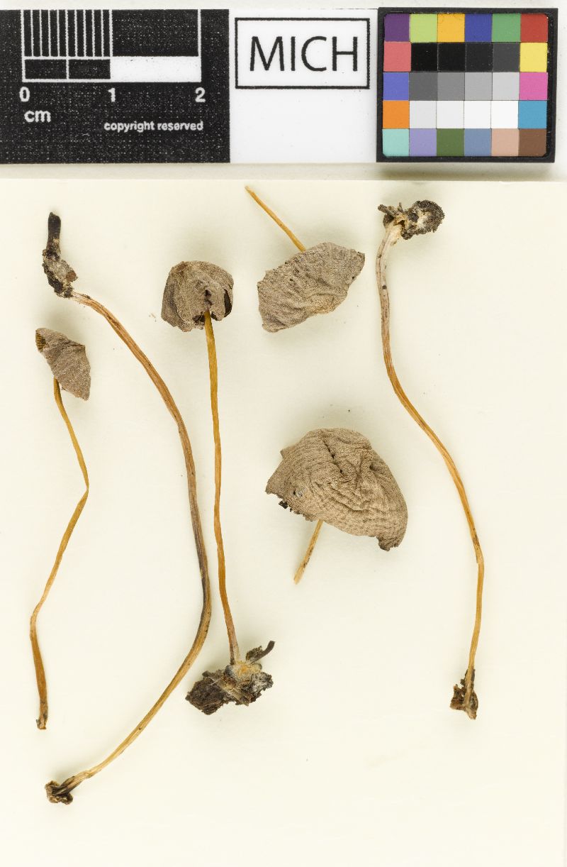 Psathyrella duplicata image
