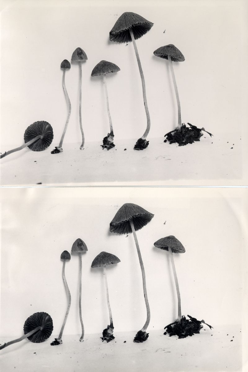 Psathyrella duplicata image