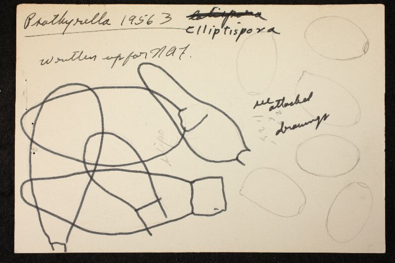 Psathyrella elliptispora image