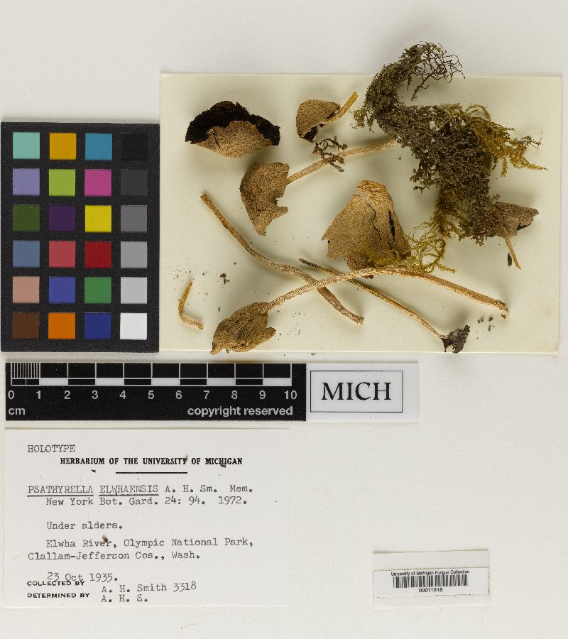 Psathyrella elwhaensis image