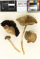 Psathyrella elwhaensis image