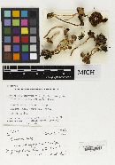 Psathyrella emmetensis image