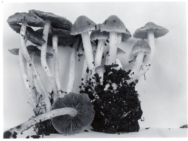 Psathyrella emmetensis image