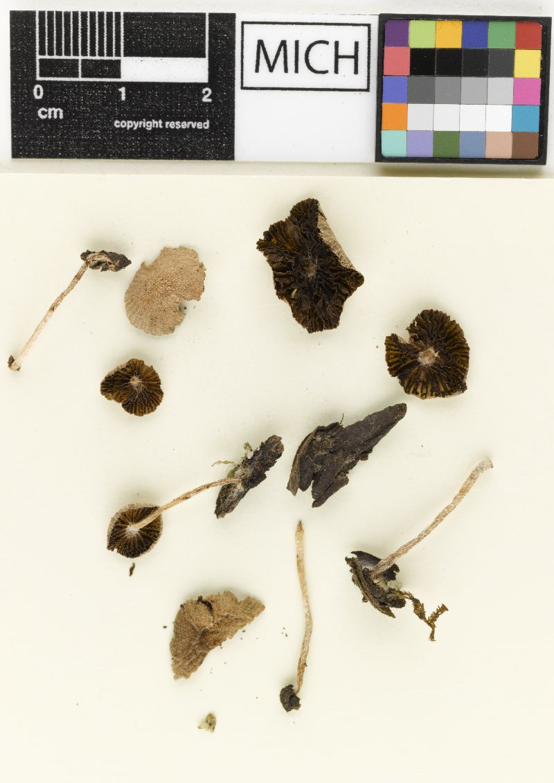 Psathyrella ephemera image