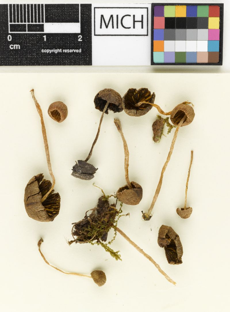 Psathyrella fagetorum image