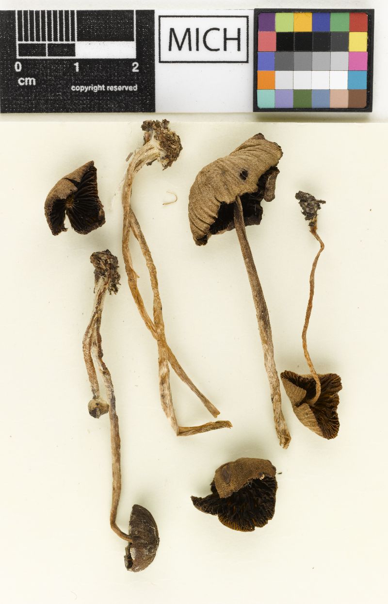 Psathyrella fallax image