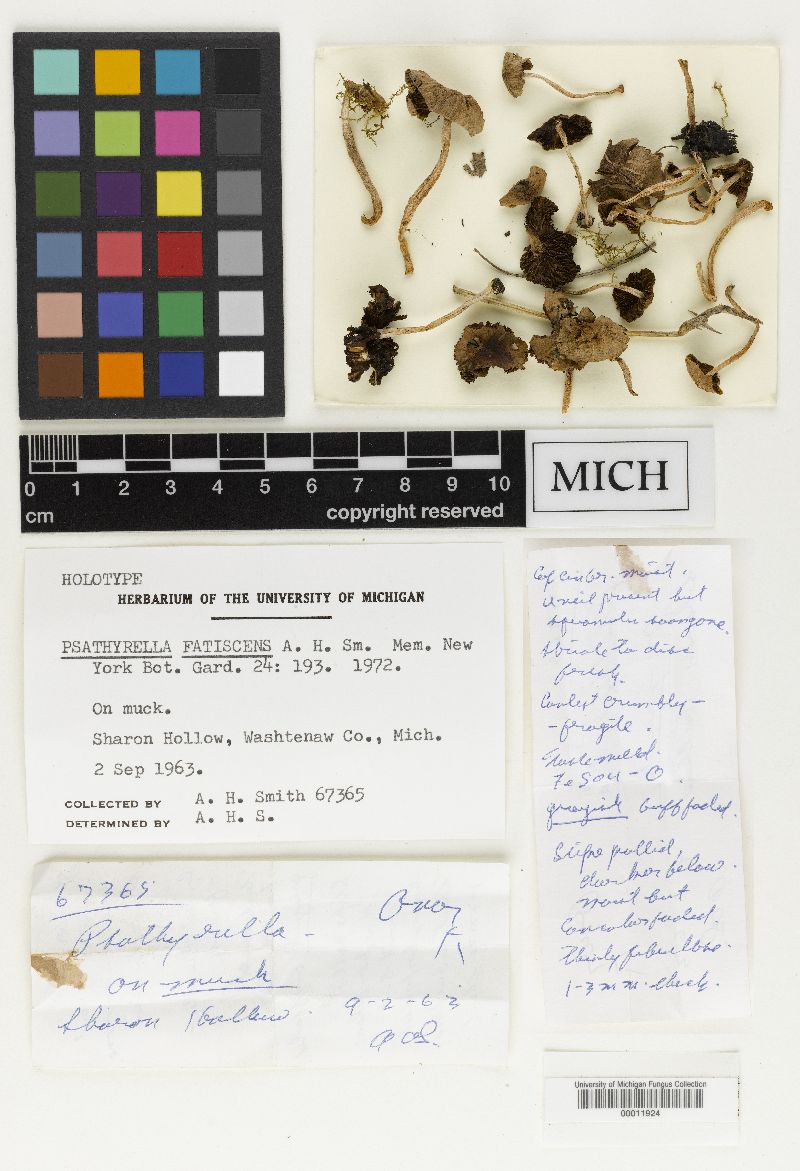 Psathyrella fatiscens image