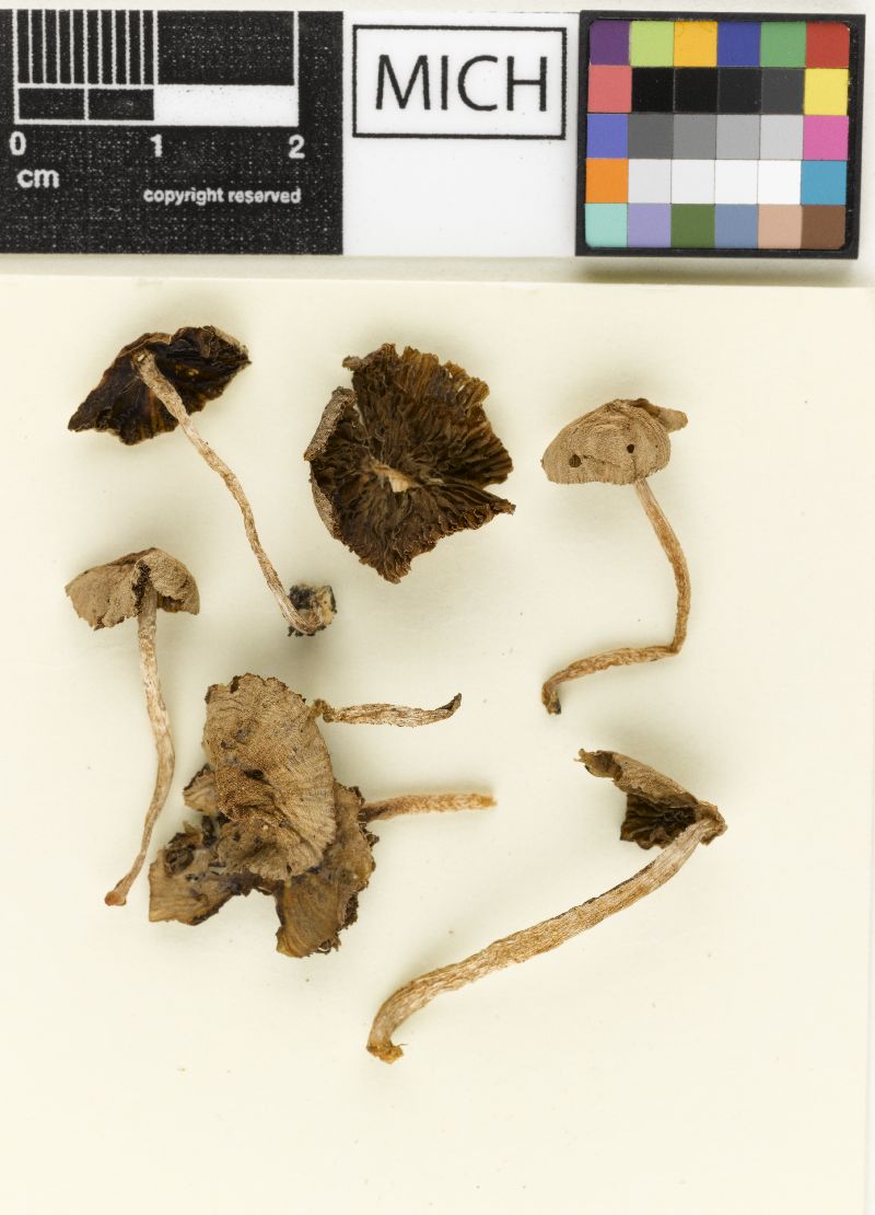 Psathyrella fatiscens image