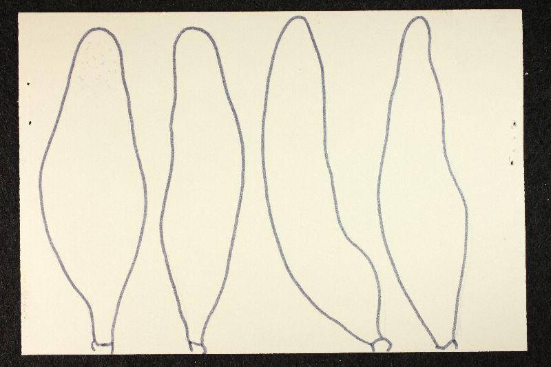 Psathyrella ferruginea image