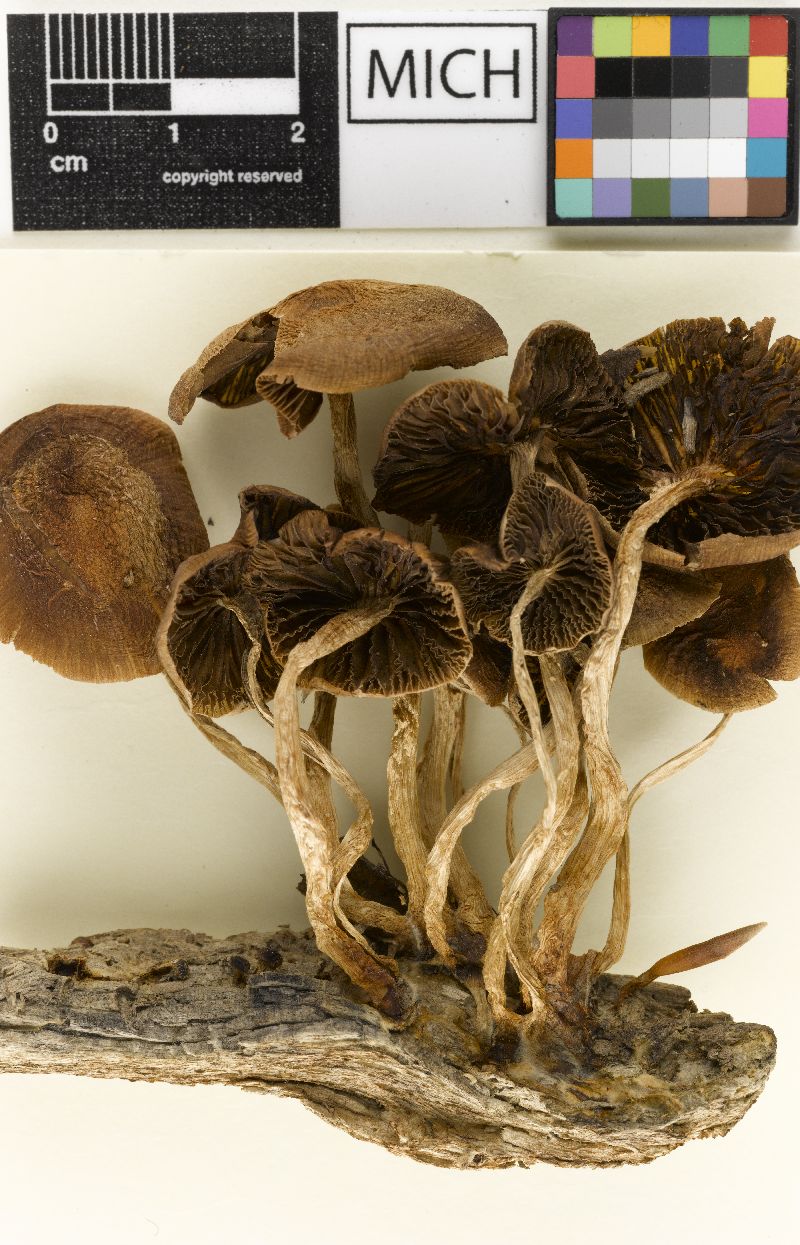 Psathyrella ferrugipes image