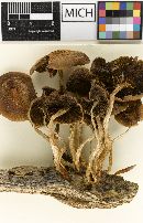 Psathyrella ferrugipes image