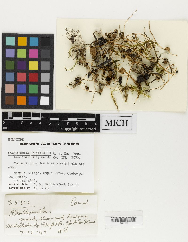 Psathyrella fontinalis image