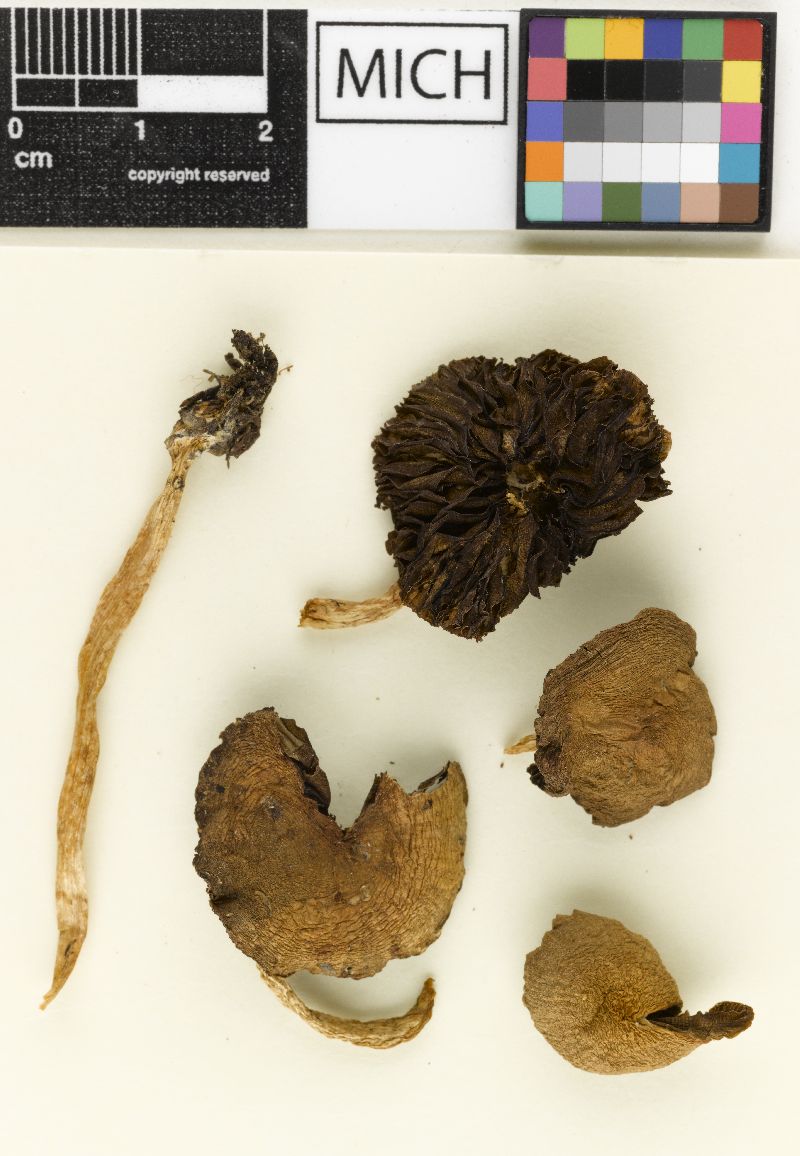 Psathyrella fraxinophila image