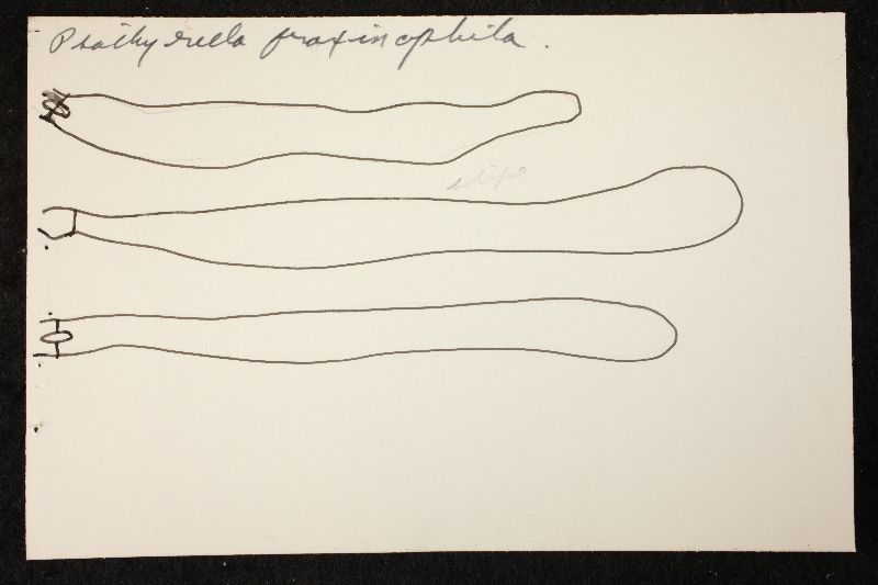Psathyrella fraxinophila image