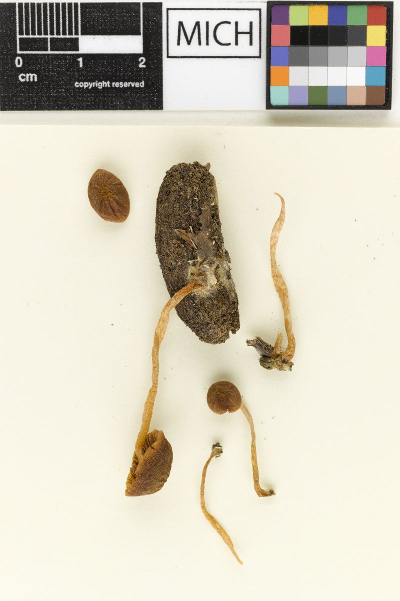 Psathyrella galericolor image