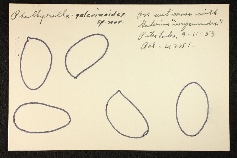 Psathyrella galerinoides image