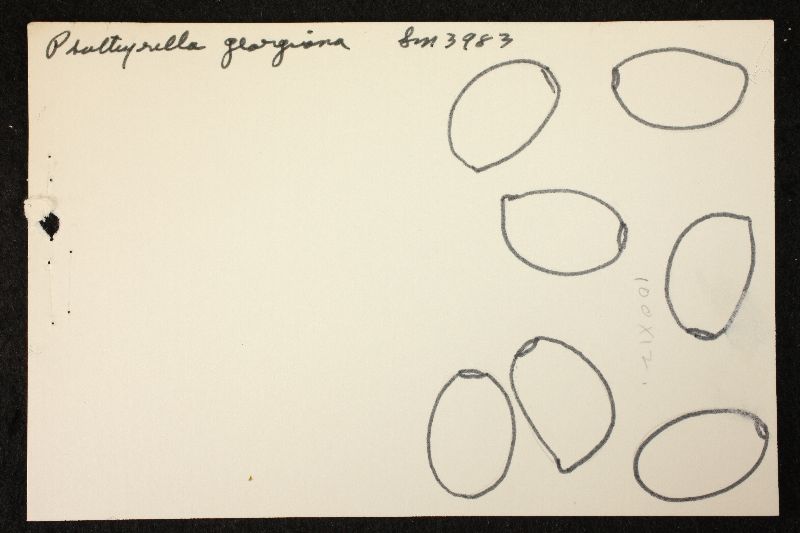 Psathyrella georgiana image