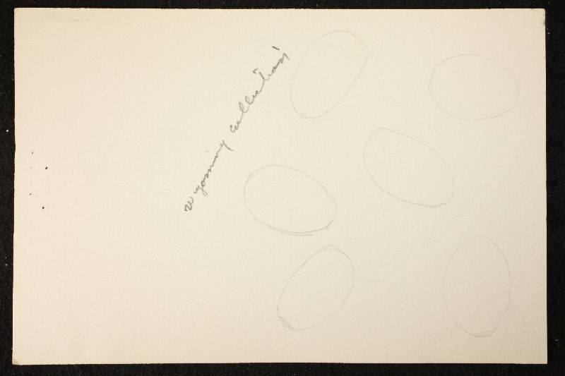 Psathyrella georgiana image