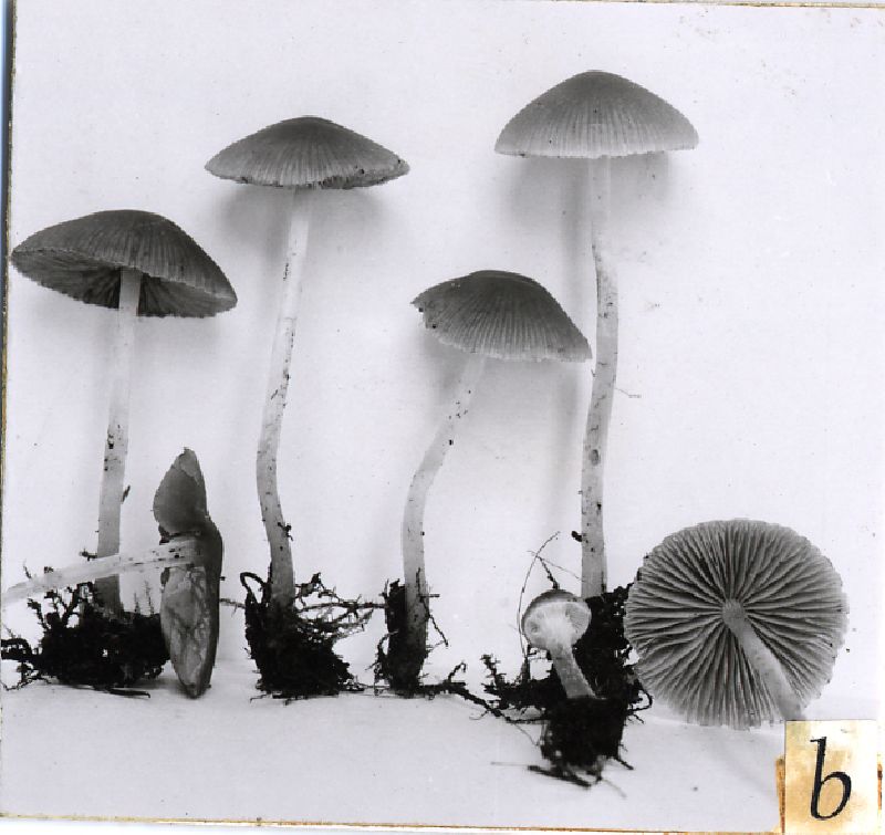 Psathyrella georgiana image
