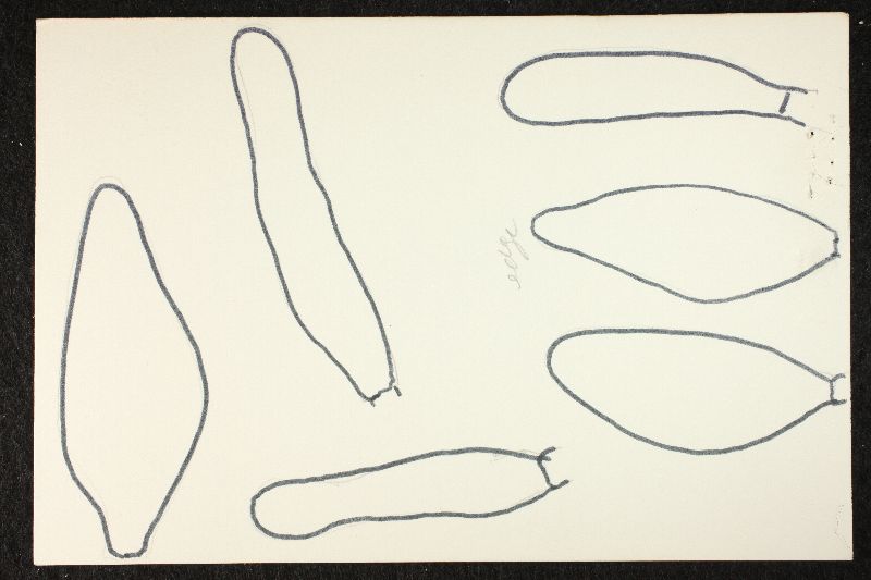 Psathyrella griseifolia image