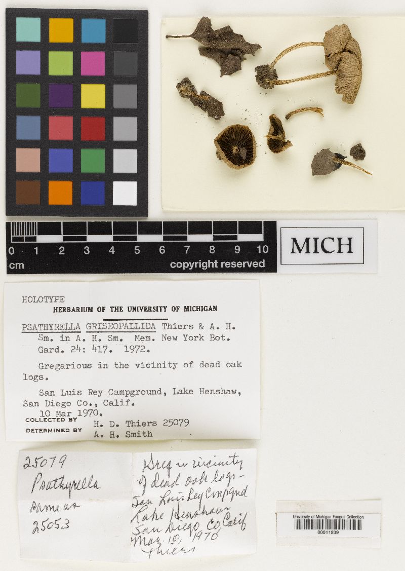 Psathyrella griseopallida image