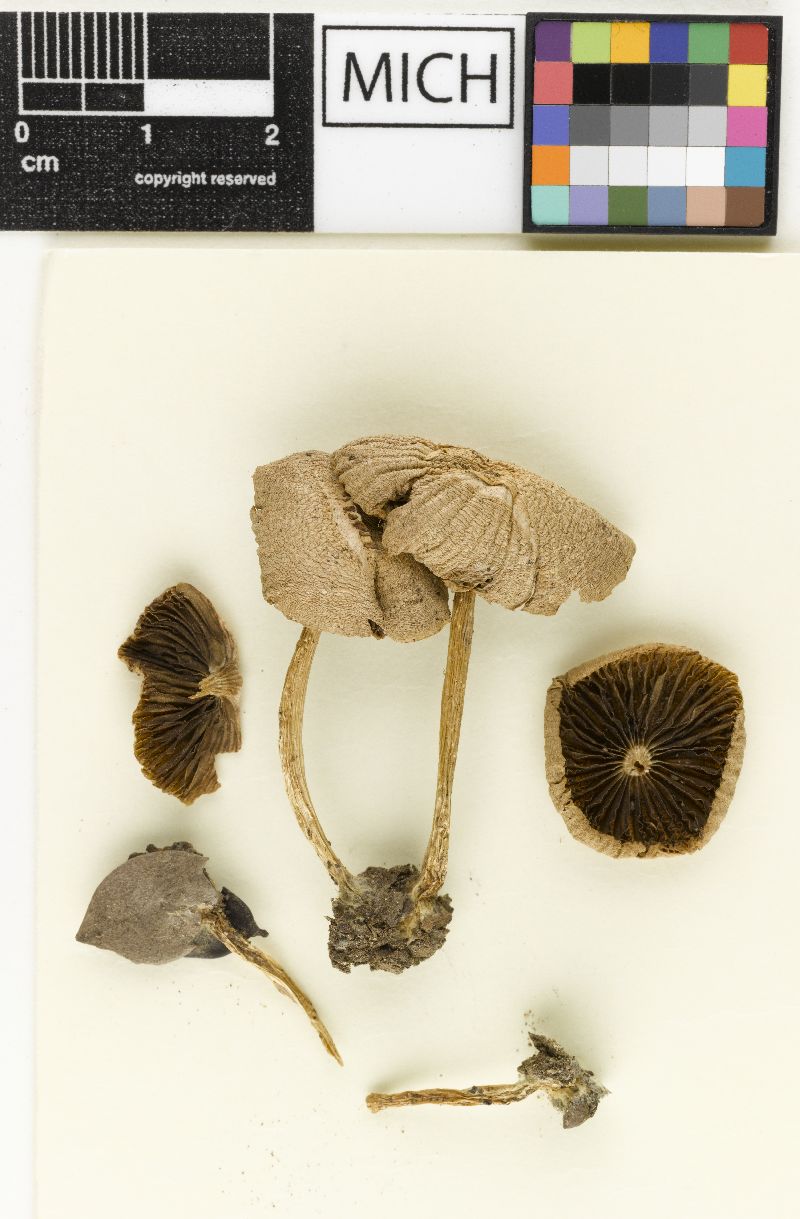 Psathyrella griseopallida image