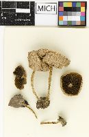 Psathyrella griseopallida image